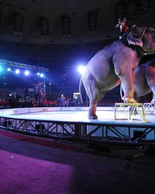 Careful What You Wish For: A Circus Burlesque Seattle