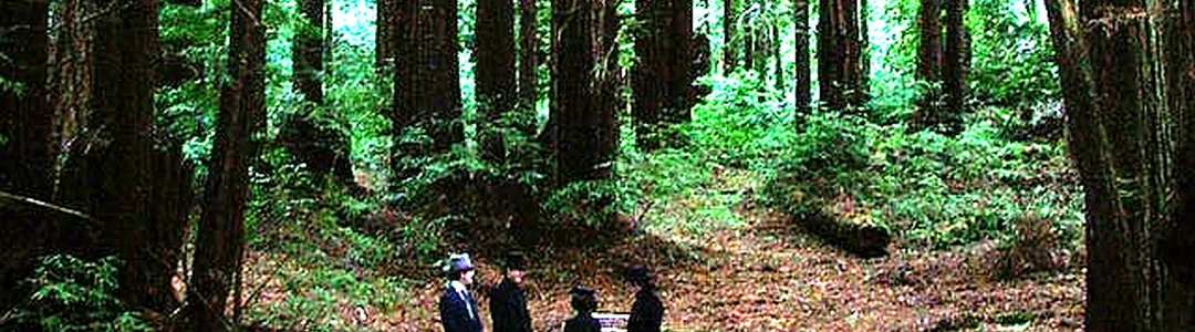 Sleepytime Gorilla Museum