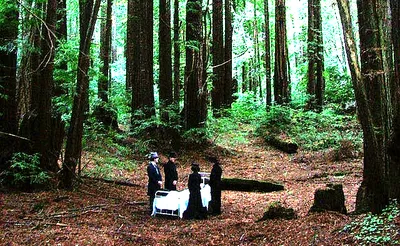 Sleepytime Gorilla Museum