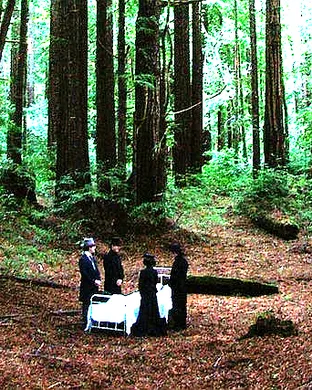 Sleepytime Gorilla Museum